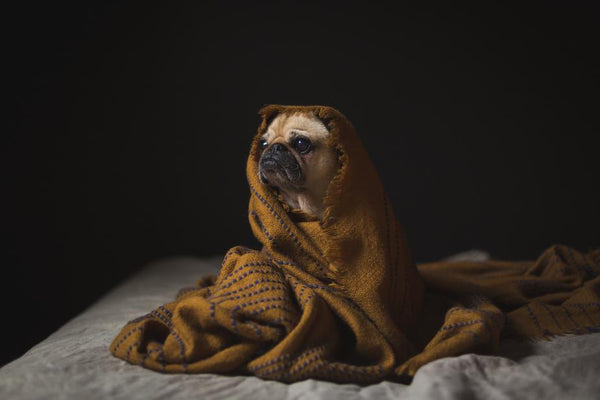 Dog Blanket Bronze