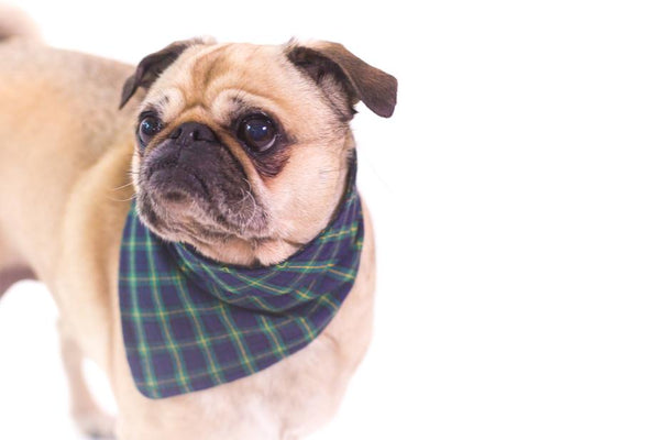 Bandana