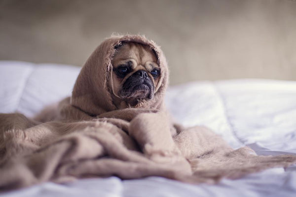 Doggie Blanket