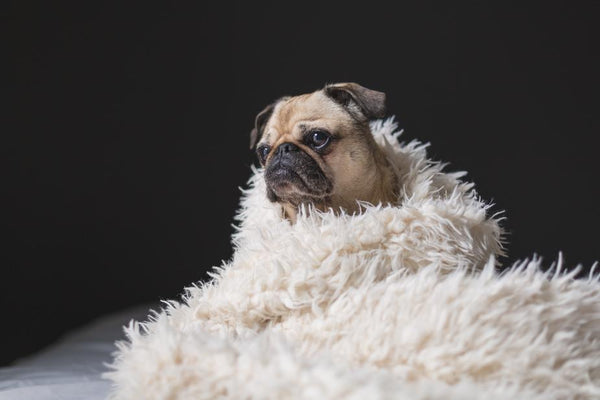 Doggie Blanket